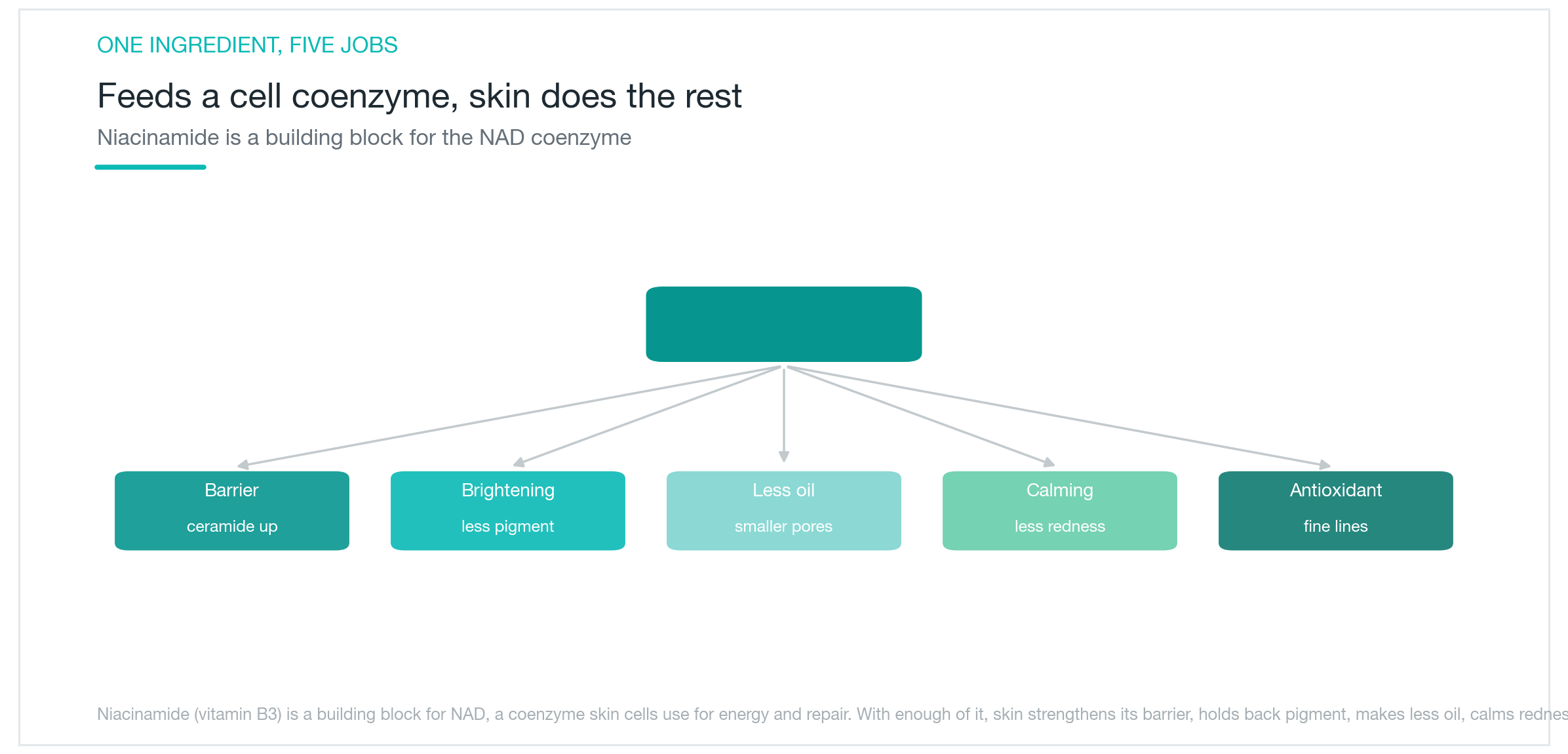 Niacinamide ทำหน้าที่เป็น coenzyme ด้านพลังงานในเซลล์ผิว ให้ประโยชน์ทั้งผนังผิว กระจ่างใส ซีบัม บรรเทาการอักเสบ และต้านอนุมูลอิสระ