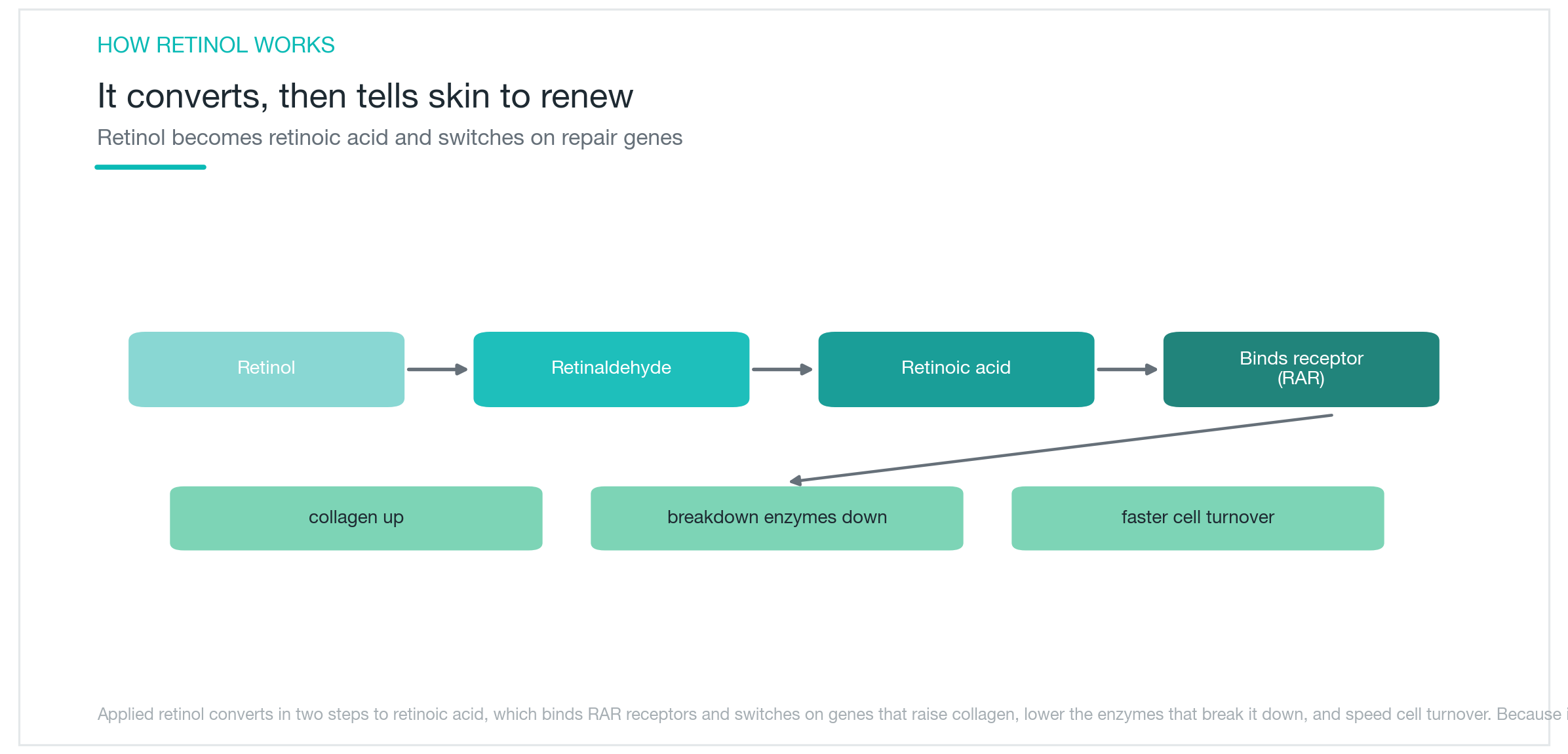 Retinol diubah di kulit menjadi retinaldehyde lalu menjadi asam retinoat, yang merangsang produksi kolagen, menghambat enzim pemecahnya, dan mendukung regenerasi kulit